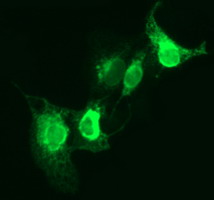 m00812 3 anti cd163 mouse monoclonal antibody clone id oti3c1 if testing 4