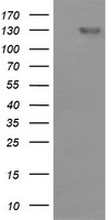 m00812 3 anti cd163 mouse monoclonal antibody clone id oti3c1 wb testing 1