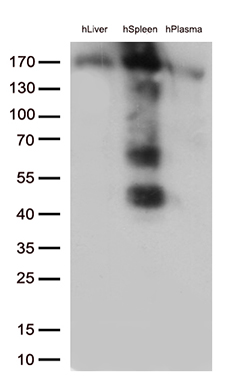 m00812 3 anti cd163 mouse monoclonal antibody clone id oti3c1 wb testing 2