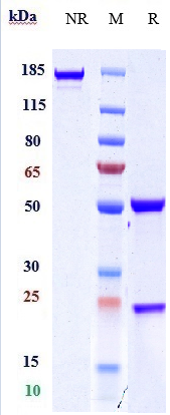 Anti-CD163 Reference Antibody (OR2805) on SDS-PAGE under reducing (R) condition