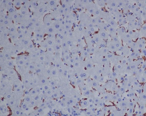 m00812 ihc