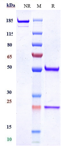 Anti-MUSK Reference Antibody (Argenx patent anti-MuSK) on SDS-PAGE under reducing (R) condition