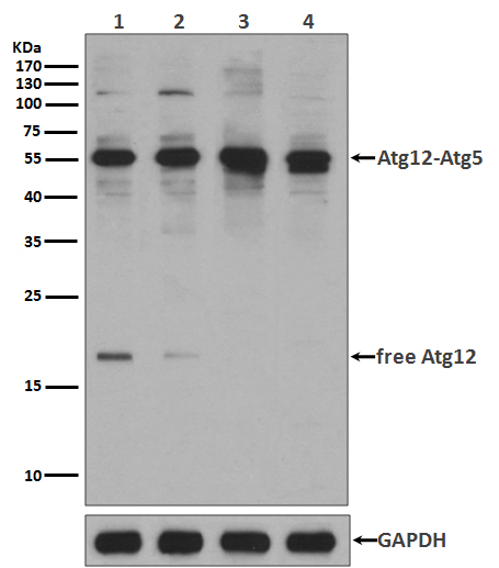 Western blot analysis of Apg12(Atg12) expression in 293 cell lysate