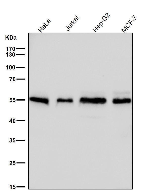 All lanes use the Antibody at 1:3K dilution for 1 hour at room temperature