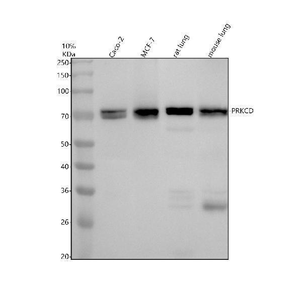 m00822 2 prkcd primary antibodies wb testing 1