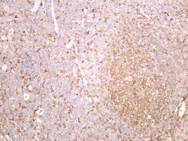 Human tonsil was stained with anti-PKC δ rabbit antibody