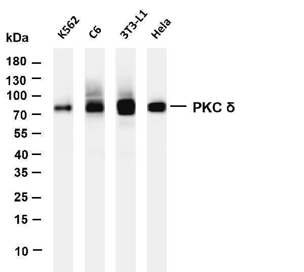 Various whole cell lysates were separated by 4-20% SDS-PAGE, and the membrane was blotted with anti-PKC δ antibody