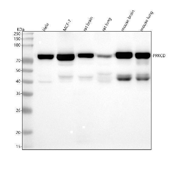 m00822 prkcd primary antibodies wb testing 1