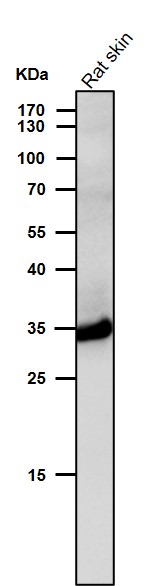 All lanes use the Antibody at 1:3K dilution for 1 hour at room temperature