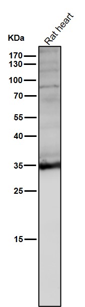 All lanes use the Antibody at 1:3K dilution for 1 hour at room temperature