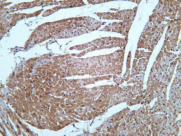Rat heart was stained with Anti-Lactate Dehydrogenase Isoenzyme V rabbit antibody
