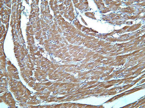 Mouse heart was stained with Anti-Lactate Dehydrogenase Isoenzyme V rabbit antibody