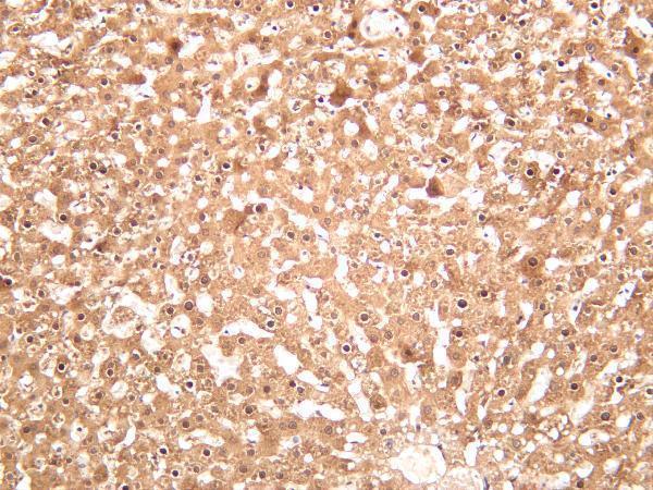 m00825 4 ldha primary antibodies ihc testing 1
