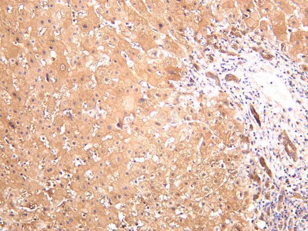 m00825 4 ldha primary antibodies ihc testing 2
