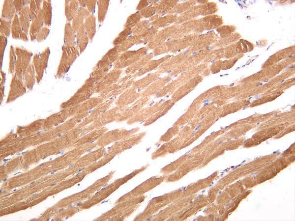 m00825 4 ldha primary antibodies ihc testing 3