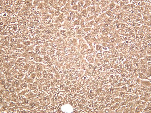 m00825 4 ldha primary antibodies ihc testing 4