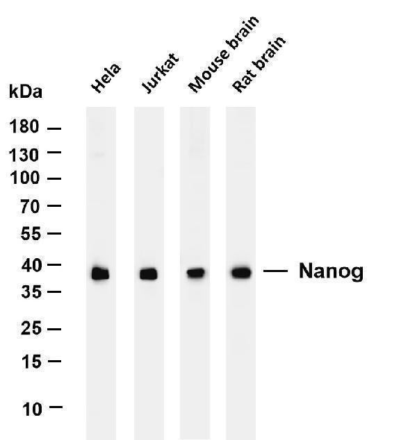 m00825 4 ldha primary antibodies wb testing 1