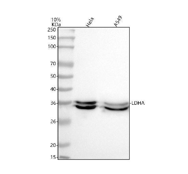 m00825 ldha primary antibodies wb testing 1