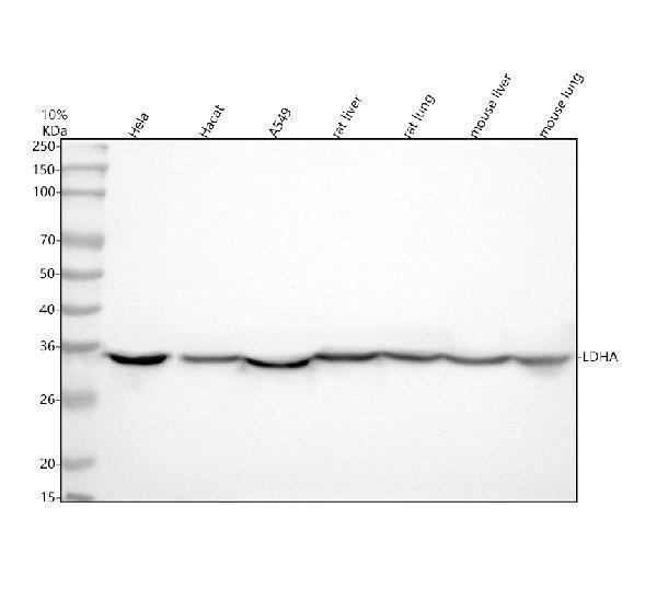 m00825 ldha primary antibodies wb testing 2_1