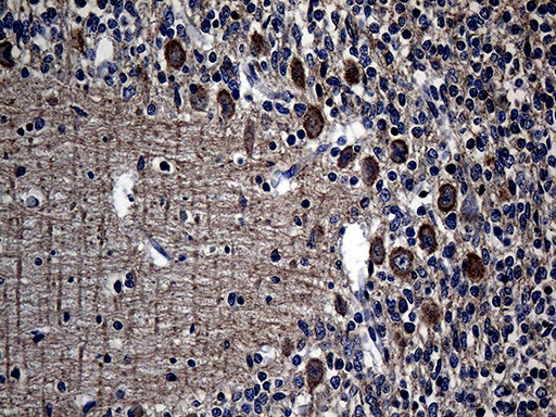 Immunohistochemical staining of paraffin-embedded Human embryonic cerebellum within the normal limits using anti-EIF2C1 mouse monoclonal antibody