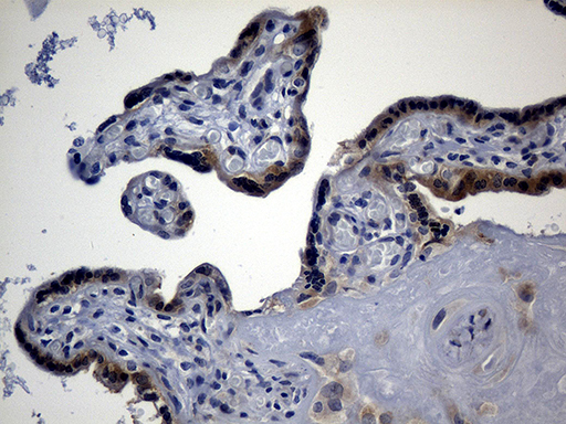m00826 anti ago1 mouse monoclonal antibody clone id oti4g1 ihc testing 4