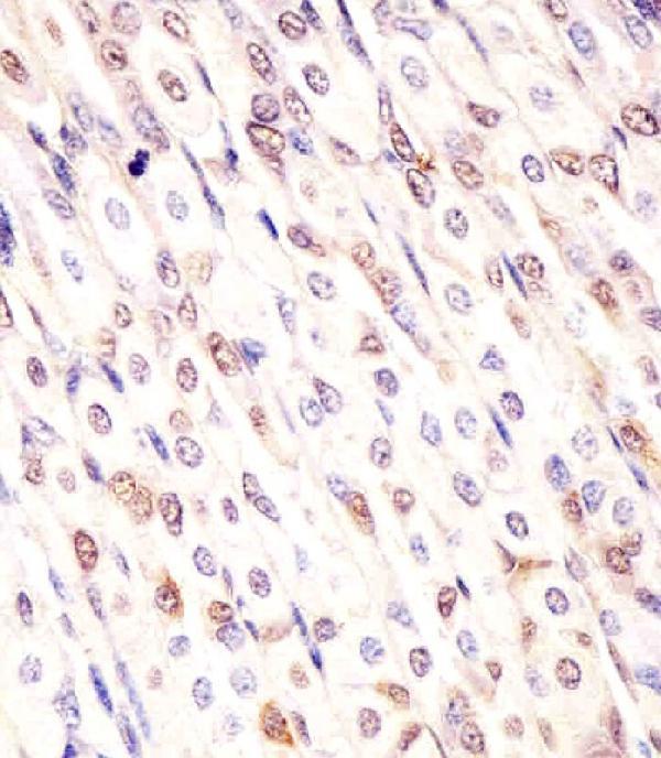 m00828 anti mouse med12 antibody c term ihc p testing 4