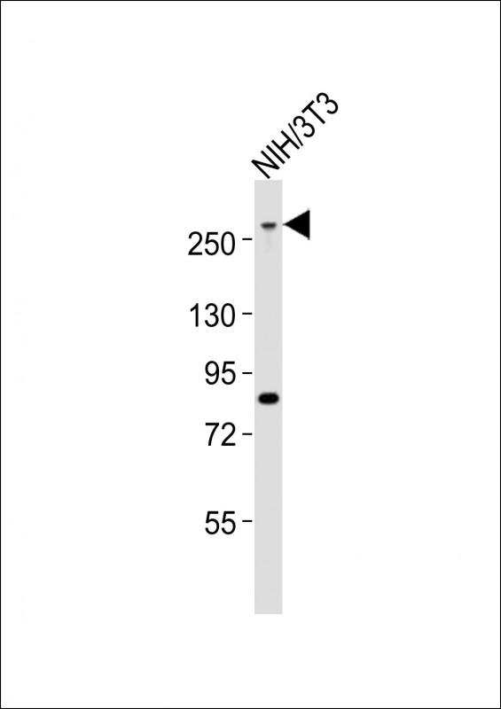 m00828 anti mouse med12 antibody c term wb testing 2