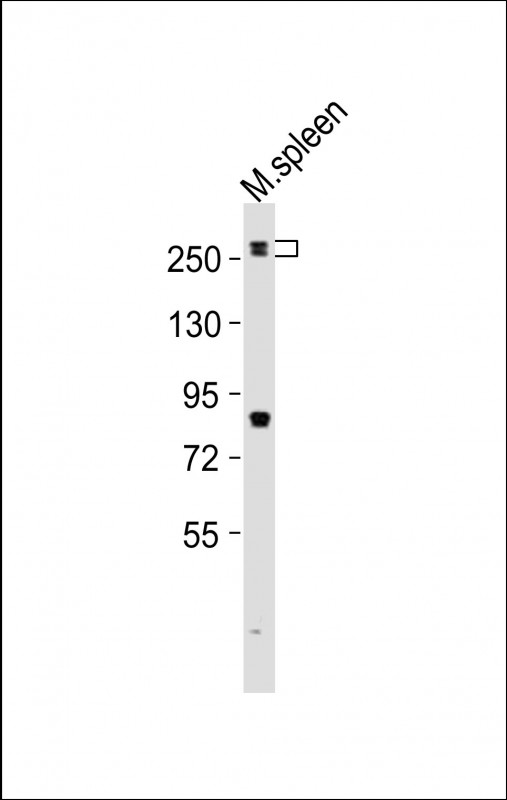 m00828 anti mouse med12 antibody c term wb testing 3