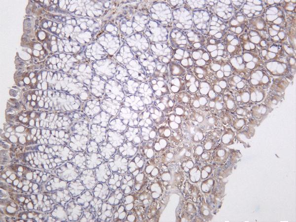 Mouse colon was stained with anti-LRP1 rabbit antibody