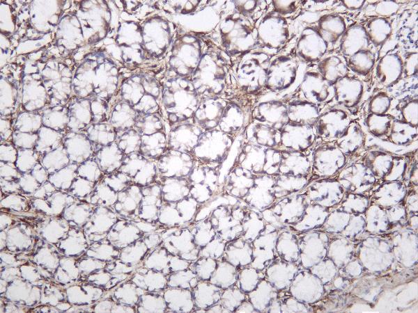 Rat colon was stained with anti-LRP1 rabbit antibody
