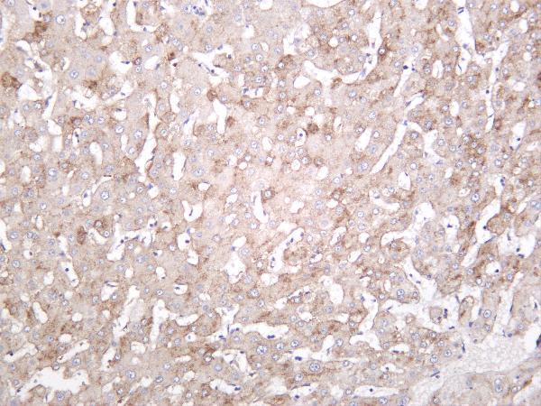 Human liver was stained with anti-LRP1 rabbit antibody
