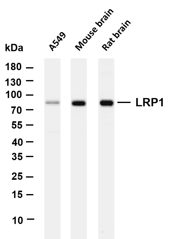 m00829 1 lrp1 primary antibodies wb testing 1