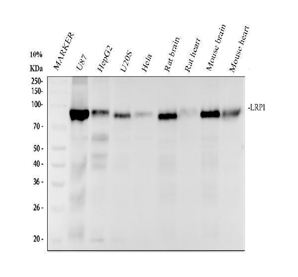 m00829 lrp1 primary antibodies wb testing 1