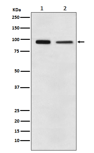 Western blot analysis of EEF2 expression in (1) A431 cell lysate; (2) NIH/3T3 cell lysate