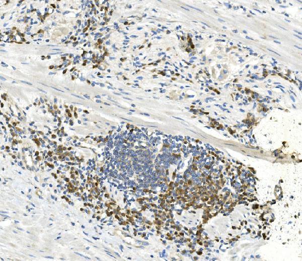 m00830 2 eef2 primary antibodies ihc testing 3