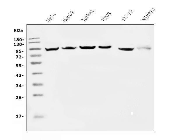 m00830 2 eef2 primary antibodies wb testing 1