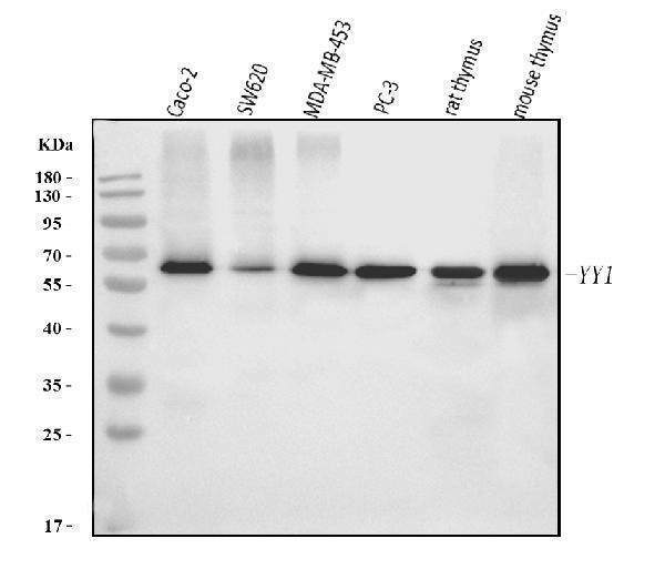  Western blot analysis of YY1 using anti-YY1 antibody (M00833-1)