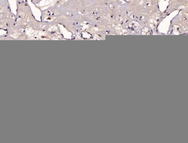 m00833 2 yy1 primary antibodies ihc testing 5