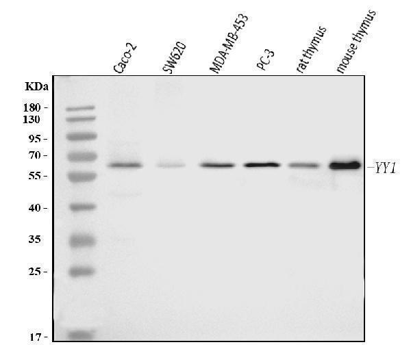  Western blot analysis of YY1 using anti-YY1 antibody (M00833-2)