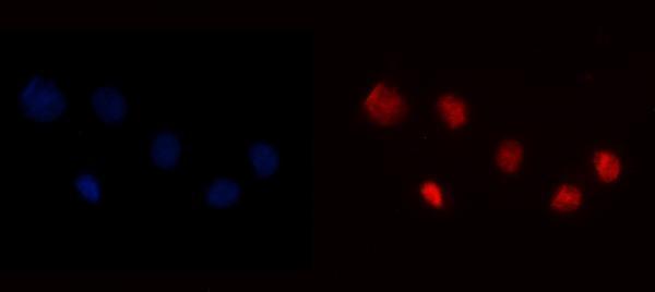 m00833 3 yy1 primary antibodies if testing 8