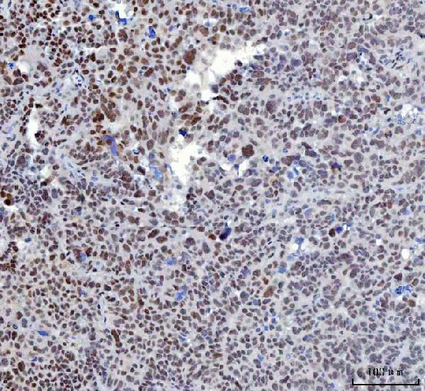 m00833 3 yy1 primary antibodies ihc testing 4
