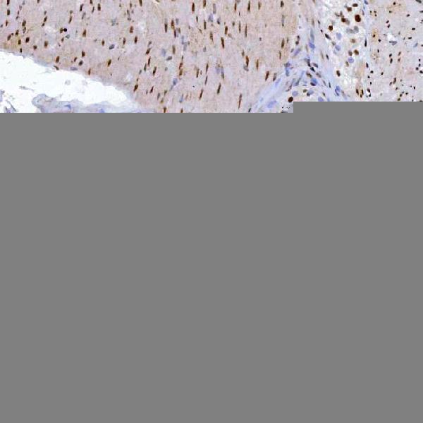 m00833 3 yy1 primary antibodies ihc testing 7