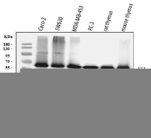  Western blot analysis of YY1 using anti-YY1 antibody (M00833-3)