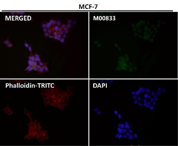 Immunofluorescent analysis using the Antibody at 1:50 dilution