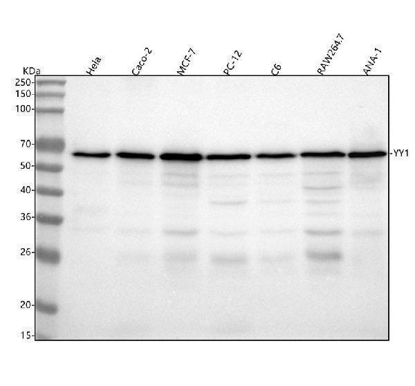  Western blot analysis of YY1 using anti-YY1 antibody (M00833)