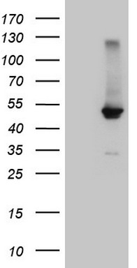 m00835 anti bile acid receptor nr1h4 mouse monoclonal antibody clone id oti4f12 wb testing 1