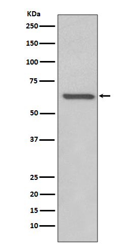 m00836 1 wb