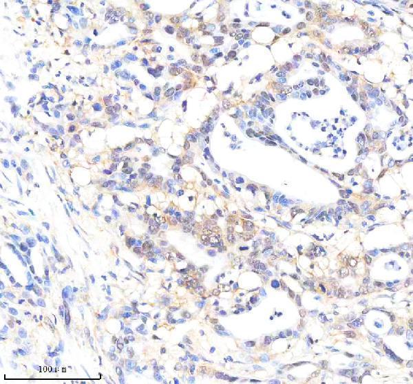  IHC analysis of RelB using anti-RelB antibody (M00836)