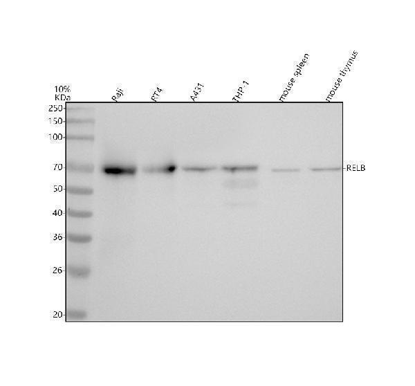  Western blot analysis of RelB using anti-RelB antibody (M00836)