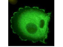 m00838 nedd9 primary antibodies if testing 1